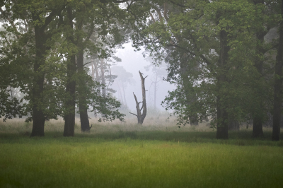 <i class='fa fa-user'></i>&nbsp;ErnovanDoorn&nbsp;|  Monument voor de natuur?&nbsp; <i class='fa fa-eye'>&nbsp;76</i> &nbsp; <i class='fa fa-comment-o'>&nbsp;1</i>