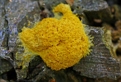 <i class='fa fa-user'></i>&nbsp;Cor&nbsp;|  Heksenboter&nbsp; <i class='fa fa-eye'>&nbsp;62</i> &nbsp;<i class='fa fa-thumbs-up'>&nbsp;1</i> &nbsp; <i class='fa fa-comment-o'>&nbsp;5</i>