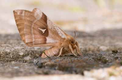 <i class='fa fa-user'></i>&nbsp;rixte&nbsp;|  Tauvlinder&nbsp; <i class='fa fa-eye'>&nbsp;66</i> &nbsp;<i class='fa fa-thumbs-up'>&nbsp;5</i> &nbsp; <i class='fa fa-comment-o'>&nbsp;7</i>