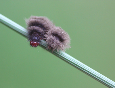 <i class='fa fa-user'></i>&nbsp;Paul Vandebroek&nbsp;|  Phegeavlinder&nbsp; <i class='fa fa-eye'>&nbsp;72</i> &nbsp;<i class='fa fa-thumbs-up'>&nbsp;5</i> &nbsp; <i class='fa fa-comment-o'>&nbsp;7</i>