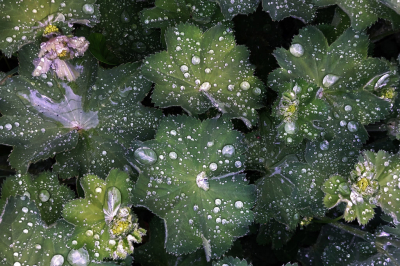 <i class='fa fa-user'></i>&nbsp;liesbeth van vliet&nbsp;|  Fraaie Vrouwenmantel&nbsp; <i class='fa fa-eye'>&nbsp;73</i> &nbsp; <i class='fa fa-comment-o'>&nbsp;5</i>