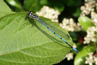 <i class='fa fa-user'></i>&nbsp;A. Soeting&nbsp;|  Azuurwaterjuffer&nbsp; <i class='fa fa-eye'>&nbsp;50</i> &nbsp; <i class='fa fa-comment-o'>&nbsp;3</i>