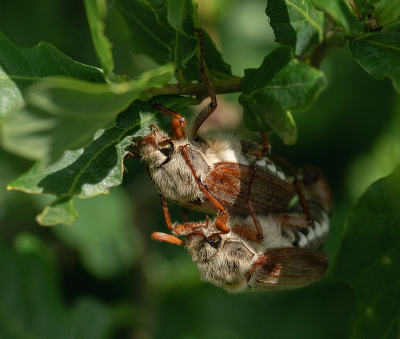 <i class='fa fa-user'></i>&nbsp;Tim Oord&nbsp;|  Gewone Meikever&nbsp; <i class='fa fa-eye'>&nbsp;58</i> &nbsp; <i class='fa fa-comment-o'>&nbsp;2</i>