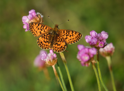 <i class='fa fa-user'></i>&nbsp;Jurgen Maassen&nbsp;|  Zilveren Maan&nbsp; <i class='fa fa-eye'>&nbsp;77</i> &nbsp;<i class='fa fa-thumbs-up'>&nbsp;4</i> &nbsp; <i class='fa fa-comment-o'>&nbsp;5</i>