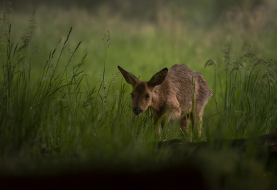 Ook op de Leenderheide en omgeving huist tegenwoordig een Wolf volgens een jager die daar de zwijnenstand in toom moet houden. Daardoor is het wild een stuk voorzichtiger en dus minder goed te zien.  Ook de Reen zie je daardoor veel minder vaak. Gelukkig toch nog 3 Reen kunnen vinden die vlakbij elkaar aan het eten waren. Deze nog wat jongere Ree kwam vanuit het hoge gras onder de schaduw van de bomen op me af lopen en kwam tot zo'n 20 meter bij me vandaan voordat ze het pad overstak.