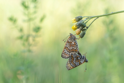 <i class='fa fa-user'></i>&nbsp;Johan van Gurp&nbsp;|  Veldparelmoervlinder&nbsp; <i class='fa fa-eye'>&nbsp;90</i> &nbsp;<i class='fa fa-thumbs-up'>&nbsp;13</i> &nbsp; <i class='fa fa-comment-o'>&nbsp;8</i>