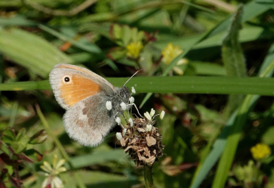 <i class='fa fa-user'></i>&nbsp;ko katsman&nbsp;|  Hooibeestje&nbsp; <i class='fa fa-eye'>&nbsp;43</i> &nbsp; <i class='fa fa-comment-o'>&nbsp;0</i>