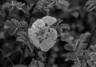 <i class='fa fa-user'></i>&nbsp;Eef Kieft&nbsp;|  Duinroos&nbsp; <i class='fa fa-eye'>&nbsp;53</i> &nbsp; <i class='fa fa-comment-o'>&nbsp;2</i>