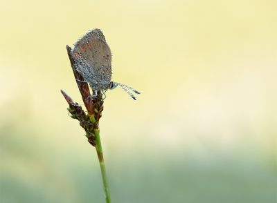 <i class='fa fa-user'></i>&nbsp;Jurgen Maassen&nbsp;|  Kleine Vuurvlinder&nbsp; <i class='fa fa-eye'>&nbsp;74</i> &nbsp;<i class='fa fa-thumbs-up'>&nbsp;3</i> &nbsp; <i class='fa fa-comment-o'>&nbsp;5</i>