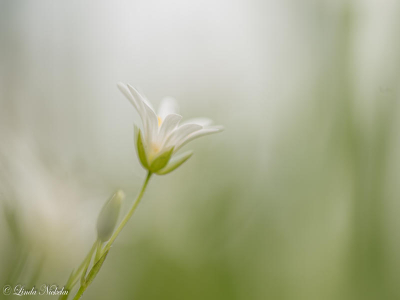 Een zonnige en bewolkte dag, op zoek naar voorjaarsbloeiers.
Tussen alle andere bloemetjes viel mijn oog op het liefelijke bloemje van de 'Grote muur', gewacht tot de zon achter de wolken verdween.