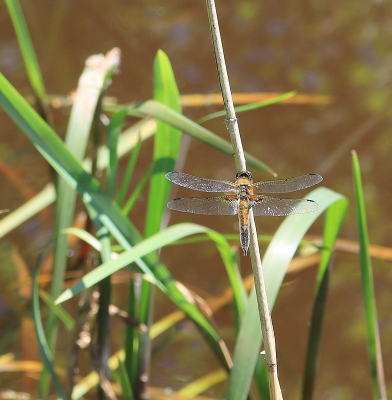 <i class='fa fa-user'></i>&nbsp;Tineke Strijbosch&nbsp;|  Viervlek&nbsp; <i class='fa fa-eye'>&nbsp;36</i> &nbsp; <i class='fa fa-comment-o'>&nbsp;2</i>