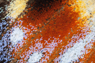 Aglais io / Dagpauwoog / Peacock