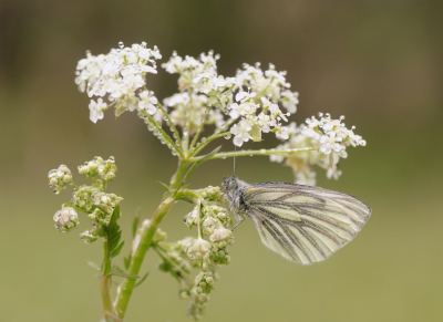 <i class='fa fa-user'></i>&nbsp;rixte&nbsp;|  Klein Geaderd Witje&nbsp; <i class='fa fa-eye'>&nbsp;43</i> &nbsp;<i class='fa fa-thumbs-up'>&nbsp;2</i> &nbsp; <i class='fa fa-comment-o'>&nbsp;3</i>