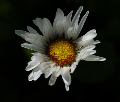 <i class='fa fa-user'></i>&nbsp;Tim Oord&nbsp;|  Madeliefje&nbsp; <i class='fa fa-eye'>&nbsp;40</i> &nbsp; <i class='fa fa-comment-o'>&nbsp;3</i>