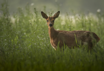 <i class='fa fa-user'></i>&nbsp;ErnovanDoorn&nbsp;|  Ree&nbsp; <i class='fa fa-eye'>&nbsp;61</i> &nbsp;<i class='fa fa-thumbs-up'>&nbsp;1</i> &nbsp; <i class='fa fa-comment-o'>&nbsp;6</i>