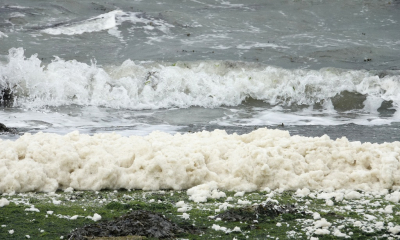 <i class='fa fa-user'></i>&nbsp;ko katsman&nbsp;|  Schuimalg&nbsp; <i class='fa fa-eye'>&nbsp;55</i> &nbsp; <i class='fa fa-comment-o'>&nbsp;0</i>