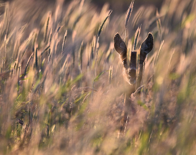 <i class='fa fa-user'></i>&nbsp;robert-jan&nbsp;|  Ree&nbsp; <i class='fa fa-eye'>&nbsp;70</i> &nbsp;<i class='fa fa-thumbs-up'>&nbsp;1</i> &nbsp; <i class='fa fa-comment-o'>&nbsp;2</i>