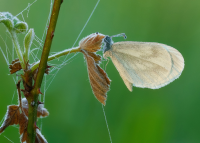 <i class='fa fa-user'></i>&nbsp;Jurgen Maassen&nbsp;|  Boswitje&nbsp; <i class='fa fa-eye'>&nbsp;78</i> &nbsp;<i class='fa fa-thumbs-up'>&nbsp;5</i> &nbsp; <i class='fa fa-comment-o'>&nbsp;5</i>