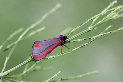 <i class='fa fa-user'></i>&nbsp;Paul Vandebroek&nbsp;|  Sint-jacobsvlinder&nbsp; <i class='fa fa-eye'>&nbsp;49</i> &nbsp;<i class='fa fa-thumbs-up'>&nbsp;1</i> &nbsp; <i class='fa fa-comment-o'>&nbsp;2</i>