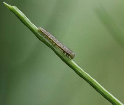 <i class='fa fa-user'></i>&nbsp;Ad Sprang&nbsp;|  Oranjetipje&nbsp; <i class='fa fa-eye'>&nbsp;68</i> &nbsp;<i class='fa fa-thumbs-up'>&nbsp;4</i> &nbsp; <i class='fa fa-comment-o'>&nbsp;6</i>