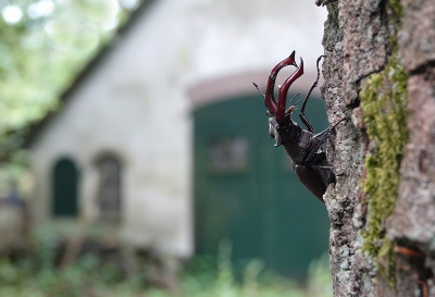 Lucanus cervus / Vliegend Hert / Stag Beetle