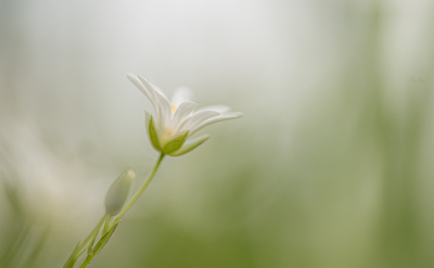 <i class='fa fa-user'></i>&nbsp;LINNICK&nbsp;|  Grote Muur&nbsp; <i class='fa fa-eye'>&nbsp;71</i> &nbsp;<i class='fa fa-thumbs-up'>&nbsp;4</i> &nbsp; <i class='fa fa-comment-o'>&nbsp;10</i>