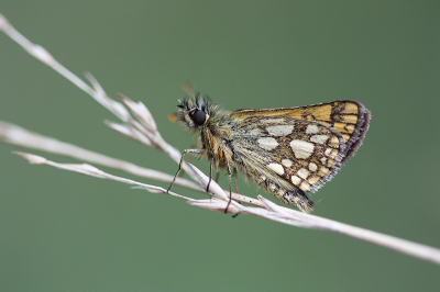 <i class='fa fa-user'></i>&nbsp;Paul Vandebroek&nbsp;|  Bont Dikkopje&nbsp; <i class='fa fa-eye'>&nbsp;77</i> &nbsp;<i class='fa fa-thumbs-up'>&nbsp;5</i> &nbsp; <i class='fa fa-comment-o'>&nbsp;5</i>