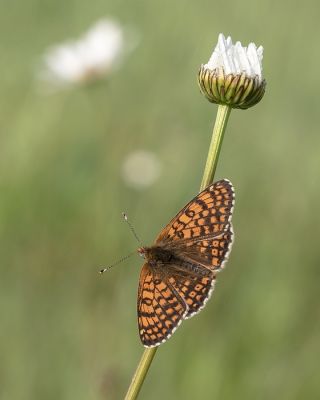 <i class='fa fa-user'></i>&nbsp;Johan van Gurp&nbsp;|  Veldparelmoervlinder&nbsp; <i class='fa fa-eye'>&nbsp;64</i> &nbsp;<i class='fa fa-thumbs-up'>&nbsp;2</i> &nbsp; <i class='fa fa-comment-o'>&nbsp;4</i>