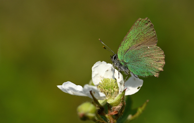 <i class='fa fa-user'></i>&nbsp;Eric Gibcus&nbsp;|  Groentje&nbsp; <i class='fa fa-eye'>&nbsp;74</i> &nbsp;<i class='fa fa-thumbs-up'>&nbsp;2</i> &nbsp; <i class='fa fa-comment-o'>&nbsp;3</i>