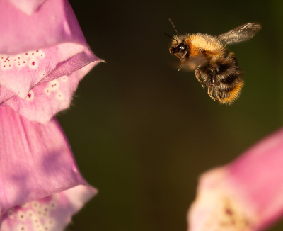 <i class='fa fa-user'></i>&nbsp;Truus Aletta Maan&nbsp;|  Akkerhommel&nbsp; <i class='fa fa-eye'>&nbsp;53</i> &nbsp; <i class='fa fa-comment-o'>&nbsp;5</i>