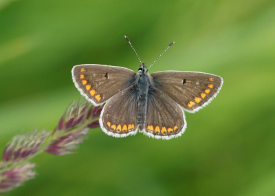 <i class='fa fa-user'></i>&nbsp;Nel R&nbsp;|  Bruin Blauwtje&nbsp; <i class='fa fa-eye'>&nbsp;64</i> &nbsp;<i class='fa fa-thumbs-up'>&nbsp;3</i> &nbsp; <i class='fa fa-comment-o'>&nbsp;3</i>