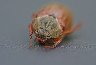 <i class='fa fa-user'></i>&nbsp;Cor&nbsp;|  Gewone Meikever&nbsp; <i class='fa fa-eye'>&nbsp;67</i> &nbsp;<i class='fa fa-thumbs-up'>&nbsp;1</i> &nbsp; <i class='fa fa-comment-o'>&nbsp;5</i>