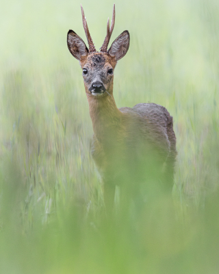 <i class='fa fa-user'></i>&nbsp;Bob_Ensink&nbsp;|  Ree&nbsp; <i class='fa fa-eye'>&nbsp;72</i> &nbsp;<i class='fa fa-thumbs-up'>&nbsp;2</i> &nbsp; <i class='fa fa-comment-o'>&nbsp;3</i>