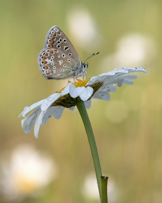 <i class='fa fa-user'></i>&nbsp;Johan van Gurp&nbsp;|  Icarusblauwtje&nbsp; <i class='fa fa-eye'>&nbsp;64</i> &nbsp;<i class='fa fa-thumbs-up'>&nbsp;5</i> &nbsp; <i class='fa fa-comment-o'>&nbsp;4</i>