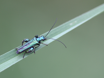 <i class='fa fa-user'></i>&nbsp;Paul Vandebroek&nbsp;|  Fraaie Schijnbok&nbsp; <i class='fa fa-eye'>&nbsp;53</i> &nbsp;<i class='fa fa-thumbs-up'>&nbsp;2</i> &nbsp; <i class='fa fa-comment-o'>&nbsp;4</i>