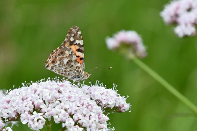 <i class='fa fa-user'></i>&nbsp;kooyammers&nbsp;|  Distelvlinder&nbsp; <i class='fa fa-eye'>&nbsp;49</i> &nbsp;<i class='fa fa-thumbs-up'>&nbsp;1</i> &nbsp; <i class='fa fa-comment-o'>&nbsp;2</i>