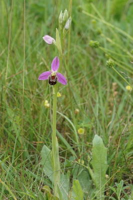 <i class='fa fa-user'></i>&nbsp;ko katsman&nbsp;|  Bijenorchis&nbsp; <i class='fa fa-eye'>&nbsp;80</i> &nbsp;<i class='fa fa-thumbs-up'>&nbsp;1</i> &nbsp; <i class='fa fa-comment-o'>&nbsp;3</i>