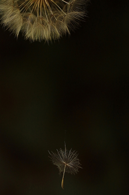 <i class='fa fa-user'></i>&nbsp;frbeuming&nbsp;|  Gele Morgenster&nbsp; <i class='fa fa-eye'>&nbsp;56</i> &nbsp; <i class='fa fa-comment-o'>&nbsp;1</i>