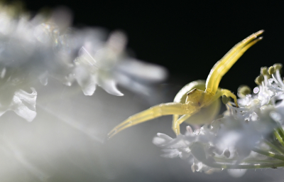 <i class='fa fa-user'></i>&nbsp;liesbeth van vliet&nbsp;|  Gewone Kameleonspin&nbsp; <i class='fa fa-eye'>&nbsp;62</i> &nbsp; <i class='fa fa-comment-o'>&nbsp;1</i>