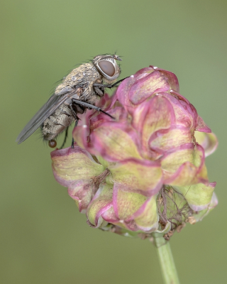 <i class='fa fa-user'></i>&nbsp;Johan van Gurp&nbsp;|  Klustervlieg&nbsp; <i class='fa fa-eye'>&nbsp;59</i> &nbsp;<i class='fa fa-thumbs-up'>&nbsp;5</i> &nbsp; <i class='fa fa-comment-o'>&nbsp;2</i>