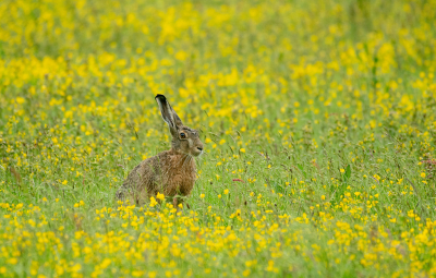 <i class='fa fa-user'></i>&nbsp;Eef Kieft&nbsp;|  Haas&nbsp; <i class='fa fa-eye'>&nbsp;59</i> &nbsp; <i class='fa fa-comment-o'>&nbsp;4</i>