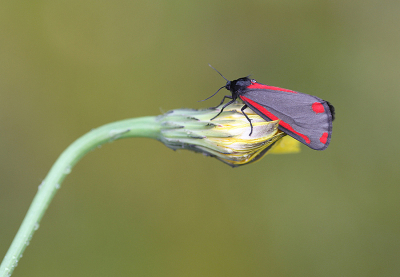 <i class='fa fa-user'></i>&nbsp;Paul Vandebroek&nbsp;|  Sint-jacobsvlinder&nbsp; <i class='fa fa-eye'>&nbsp;56</i> &nbsp;<i class='fa fa-thumbs-up'>&nbsp;4</i> &nbsp; <i class='fa fa-comment-o'>&nbsp;7</i>