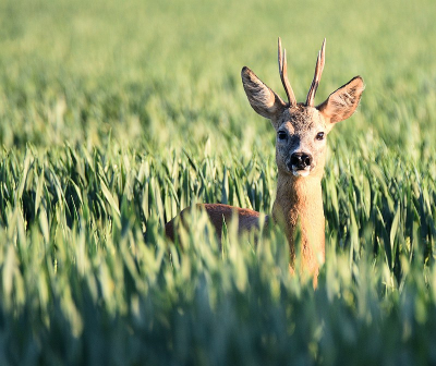 <i class='fa fa-user'></i>&nbsp;robert-jan&nbsp;|  Ree&nbsp; <i class='fa fa-eye'>&nbsp;67</i> &nbsp; <i class='fa fa-comment-o'>&nbsp;5</i>