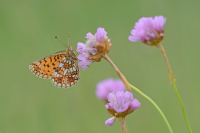 <i class='fa fa-user'></i>&nbsp;koekieman&nbsp;|  Zilveren Maan&nbsp; <i class='fa fa-eye'>&nbsp;87</i> &nbsp;<i class='fa fa-thumbs-up'>&nbsp;5</i> &nbsp; <i class='fa fa-comment-o'>&nbsp;8</i>