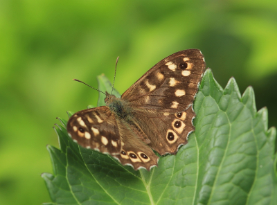 <i class='fa fa-user'></i>&nbsp;Tineke Strijbosch&nbsp;|  Bont Zandoogje&nbsp; <i class='fa fa-eye'>&nbsp;56</i> &nbsp; <i class='fa fa-comment-o'>&nbsp;7</i>