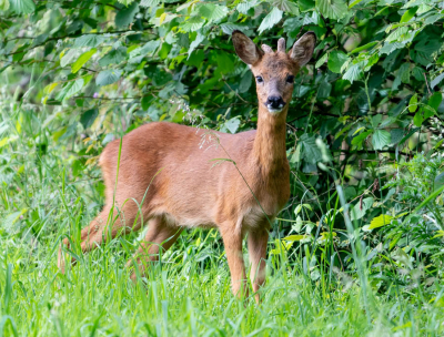 <i class='fa fa-user'></i>&nbsp;Peter van den Berg&nbsp;|  Ree&nbsp; <i class='fa fa-eye'>&nbsp;53</i> &nbsp; <i class='fa fa-comment-o'>&nbsp;2</i>