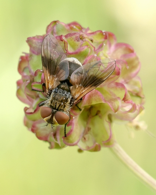 <i class='fa fa-user'></i>&nbsp;Johan van Gurp&nbsp;|  Ectophasia crassipennis&nbsp; <i class='fa fa-eye'>&nbsp;72</i> &nbsp;<i class='fa fa-thumbs-up'>&nbsp;2</i> &nbsp; <i class='fa fa-comment-o'>&nbsp;5</i>