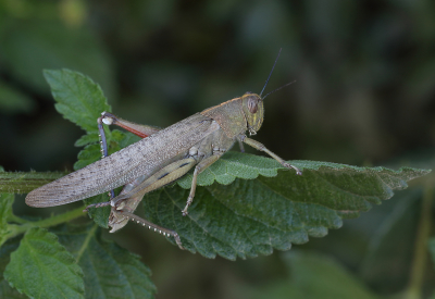 <i class='fa fa-user'></i>&nbsp;Ad Sprang&nbsp;|  Egyptische Treksprinkhaan&nbsp; <i class='fa fa-eye'>&nbsp;84</i> &nbsp;<i class='fa fa-thumbs-up'>&nbsp;4</i> &nbsp; <i class='fa fa-comment-o'>&nbsp;8</i>