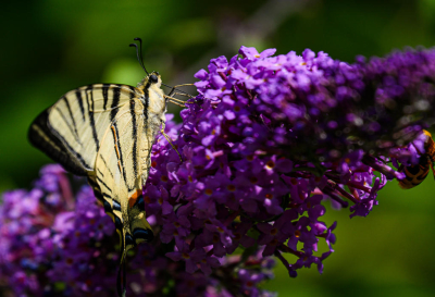 Ik zie zoveel mooie vlinderfoto's voorbij komen dat ik ook naar een vlinderfoto van vorige zomer heb gezocht. De vlinderstruik is favoriet en er is veel te zien.
De vlinderstruik staat in de volle zon, gewacht op wat bewolking zodat er wat schaduw zou ontstaan. Nu vind ik het net een zonnebadende Koningspage waarbij het lijnenspel erg mooi uitkomt.