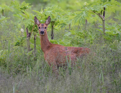 <i class='fa fa-user'></i>&nbsp;robert-jan&nbsp;|  Ree&nbsp; <i class='fa fa-eye'>&nbsp;87</i> &nbsp;<i class='fa fa-thumbs-up'>&nbsp;2</i> &nbsp; <i class='fa fa-comment-o'>&nbsp;5</i>